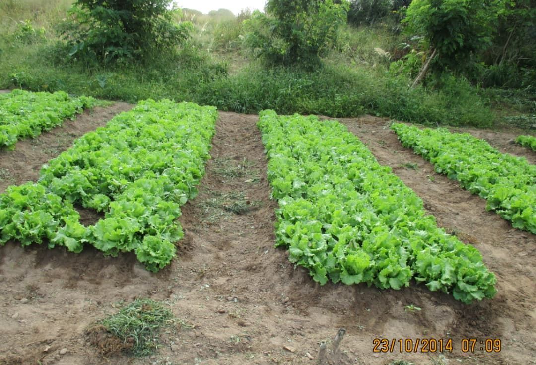Rows of lettuce growing on prepared beds