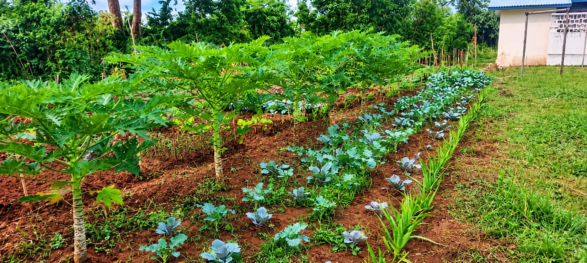 Young pawpaw trees intercropped with cabbage seedlings and spring onions on freshly prepared beds